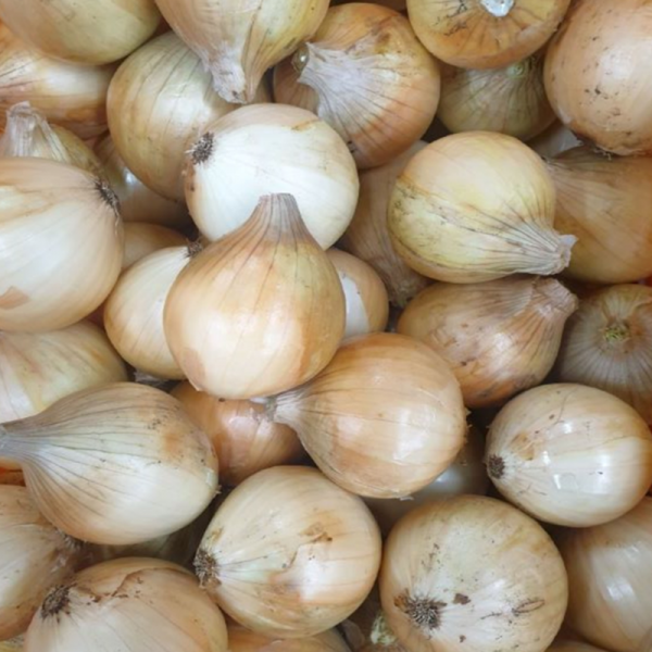 산세로자연영농조합법인,[산세로]친환경 양파